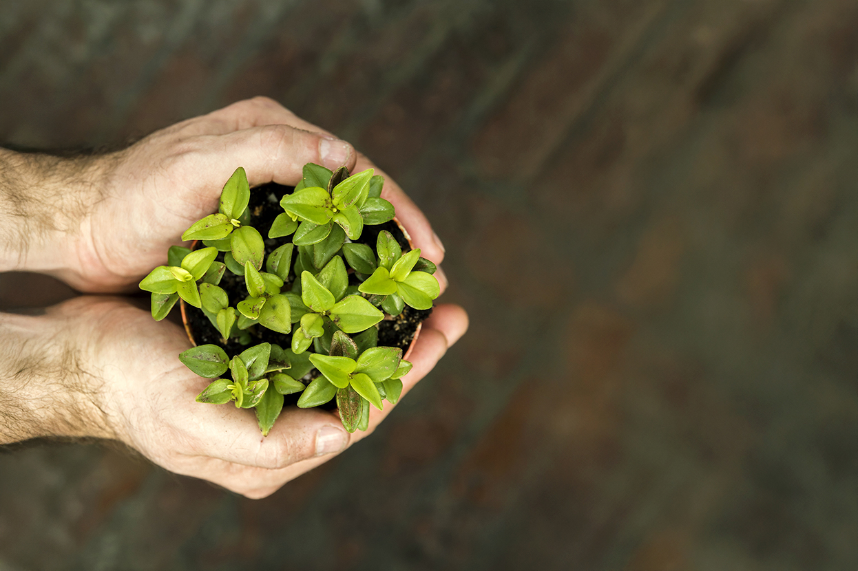 Ingredientes biodegradáveis